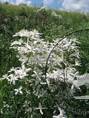 Ломонос чинолистный 002